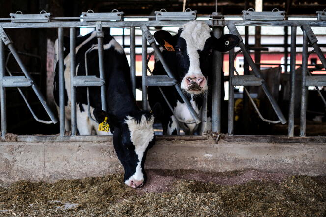 A dairy farm in Rockford (Illinois), US, April 9, 2024. On this farm, several cows have been placed in isolation as a precaution against the avian flu epidemic.