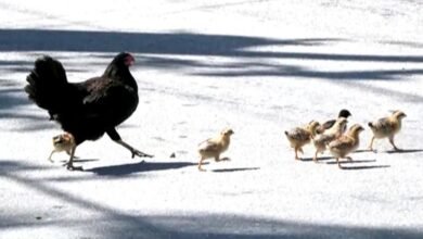 How feral chickens rule the roost in Key West